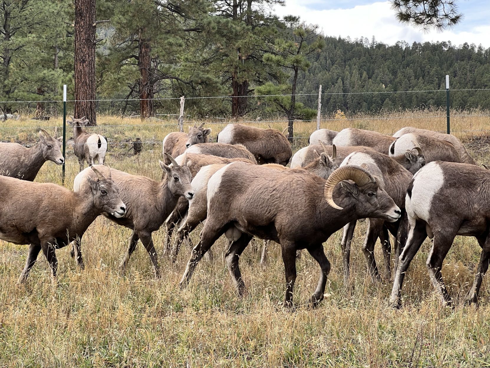 Big Horns graze near Greer